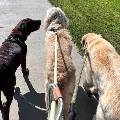 Dog-Walking Dogs Being Walked